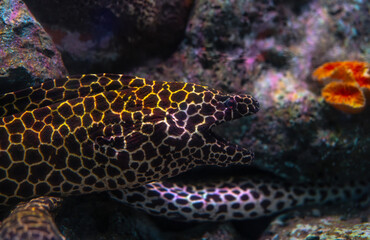 Fascinating striped eel showcasing intricate skin patterns while navigating between rocky...