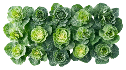 Ornamental Kale Garden Green Rosettes Botanical Beauty