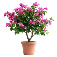 Pink Bougainvillea Plant in Terracotta Pot on White Background