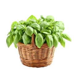 Naklejka premium Fresh sweet basil leaves in a woven basket on a bright transparent background, perfect for culinary use and garnishing dishes, Sweet Basil in basket isolated on transparent background