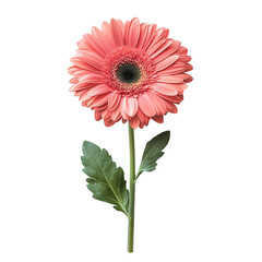 Delicate pink gerbera flower with green leaves isolated on a clean transparent background showcasing its natural beauty, pink gerbera flower isolated on transparent background