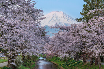 忍野村新名庄川の桜林と富士山 © Umibozze