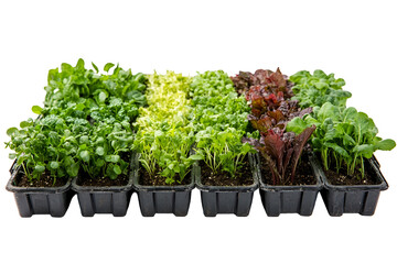 Assorted green leafy plants growing in black seedling trays