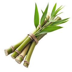 Obraz premium Fresh bamboo shoots bundled together on a clean transparent background, Bamboo shoot on transparent background