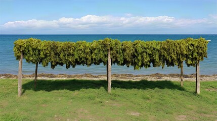 Fototapeta premium Raw seaweed lies drying on a rack by the coastal beach, showcasing a traditional method of sea harvesting and natural preservation under the sun and sea breeze. 