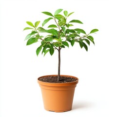 Obraz premium Small Green Plant in Brown Pot Against White Background