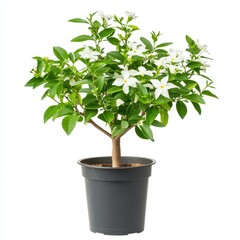 Obraz premium Small White Flowered Plant in Black Pot on White Background