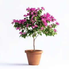 Naklejka premium Vibrant Purple Bougainvillea in Terracotta Pot Against White Background