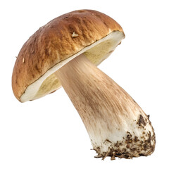 Single brown mushroom isolated on white background nature autumn fungus food