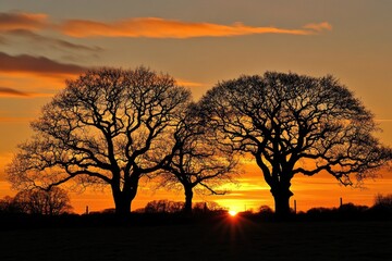 Silhouette trees at sunset