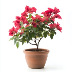 Vibrant Red Poinsettia in Terracotta Pot Against White Background