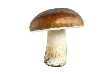 Fresh Edible Mushrooms on a Transparent Background Displaying Natural Organic Texture and Color