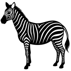 Fototapeta premium zebra isolated on white