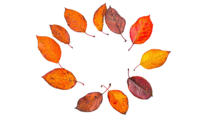 Colorful Autumn Leaves in a Circular Arrangement on a Transparent Background