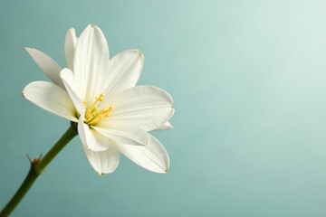 Isolated white floral arrangement on bright background, petals, bouquet