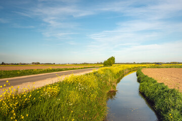 Dutch polder landscape with a curved country road and ditch on an afternoon in the spring season. Yellow flowering rapeseed blooms between the grass. The blue sky is slightly cloudy.