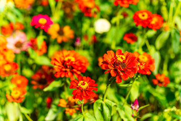 Macro view of blooming red and orange Zinnia flowers 