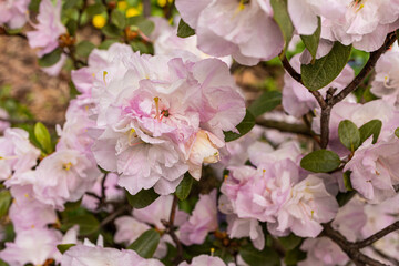delicate pink flowering azalea or rhododendron tree. Floral beautiful background. wallpaper.