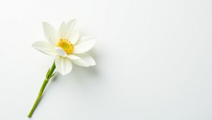 Fototapeta premium Delicate white flower on pure white background, spring, delicate, botany