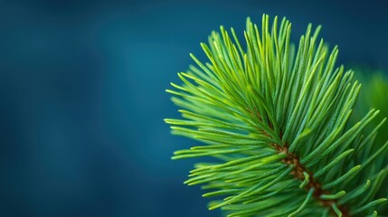 Pine branch with green needles, and nature.