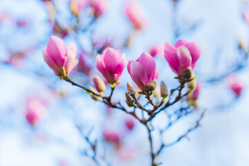 Pink Magnolia Flowers Opening Against Creamy Sky Background