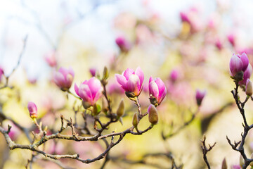 Obraz premium Pink Magnolia Flowers Close-Up
