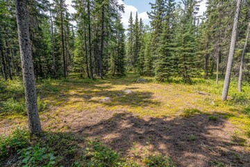 Sunny forest clearing