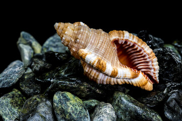 Elegant Hairy Triton Shell on Dark Wet Stones