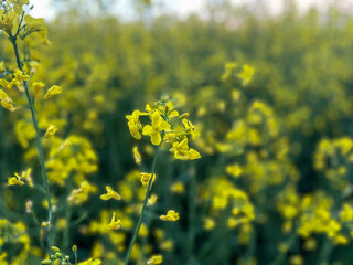 canola flower petal close up, selective focus, field in background