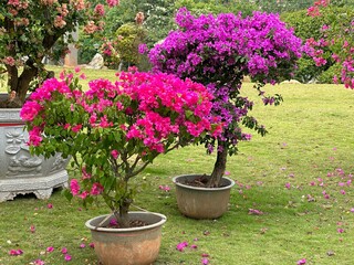 Bougainvillea trees with bright pink and purple flowers thrive in a sunny garden setting.