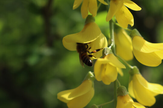 Close up of Golden shower tree with yellow flowers and honey bee. Apis mellifera on Cassia fistula in bloom - Powered by Adobe