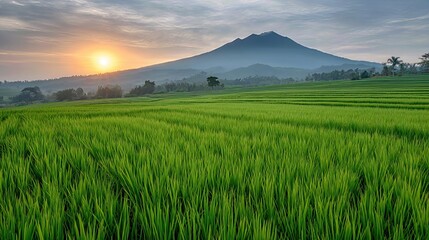 The green rice field stretches out in the fresh morning light, the sun rising gently behind the mountain, casting a warm glow over the lush landscape.
