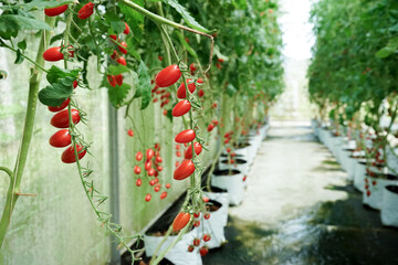 Selective focus on the bouquet of cherry tomatoes hanging from the branches in the greenhouse farm