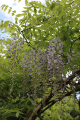 Close-up of Wisteria lilac flowers on branch in the garden on springtime