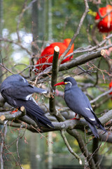 The Inca tern (Larosterna inca) closeup photo