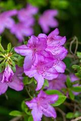 Elegant purple azalea flowers in sunlight