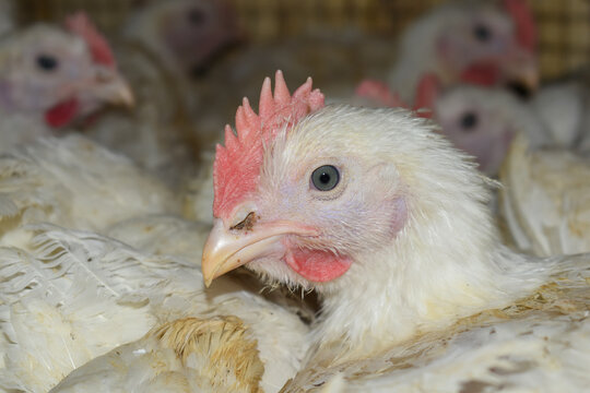 Layer farm, Group of healthy white chicken in poultry farm closeup, poultry, layer hens for eggs, poultry and livestock Chicken, Poultry farm with chicken, White chicken Farming feed in indoor housing