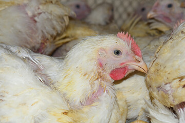 Layer farm, Group of healthy white chicken in poultry farm closeup, poultry, layer hens for eggs, poultry and livestock Chicken, Poultry farm with chicken, White chicken Farming feed in indoor housing