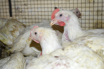 Layer farm, Group of healthy white chicken in poultry farm closeup, poultry, layer hens for eggs, poultry and livestock Chicken, Poultry farm with chicken, White chicken Farming feed in indoor housing