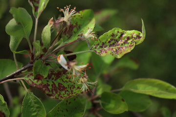 Close-up of apple branch with green leaves with red spots. Malus domestica with disease