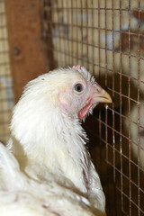 Closeup portrait of White hen at poultry farm, Layer farm, Group of healthy white chicken in poultry farm closeup, hen face closeup in farm, poultry, layer hens for eggs, poultry and livestock Chicken