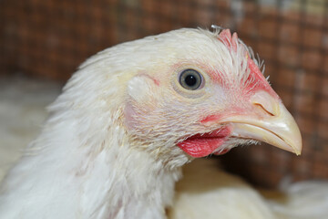 Closeup portrait of White hen at poultry farm, Layer farm, Group of healthy white chicken in poultry farm closeup, hen face closeup in farm, poultry, layer hens for eggs, poultry and livestock Chicken