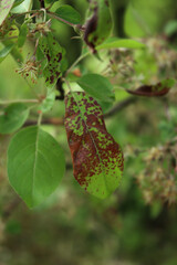Close-up of apple branch with green leaves with red spots. Malus domestica with disease