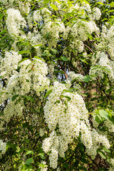 Branches of the white bird cherry. Spring natural background of blooming ornamental tree with white flowers. vertical front view.