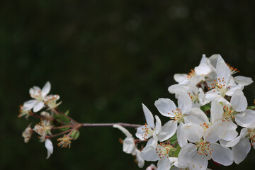 Flowering branch of Apple tree on dark background. Springtime concept. Malus domestica