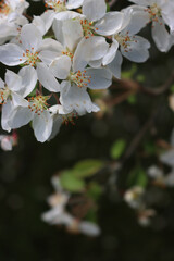 Flowering branch of Apple tree on dark background. Springtime concept. Malus domestica