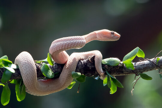 Albino mangrove pit viper on a tree branch