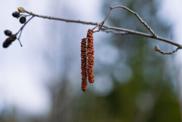 Two alder catkins hang from a slender branch, displaying their reddish-brown color against a blurred winter background with other branches and buds