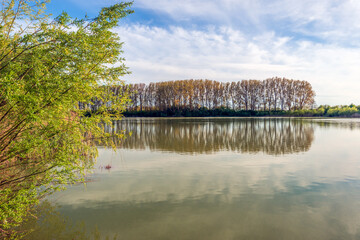 Long row of tall trees reflected in the mirror smooth water surface of a lake. In the foreground a bush with green leaves is visible. The blue sky is slightly cloudy. It is spring in the Netherlands.