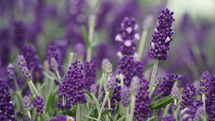 Obraz premium lavender flowers in the garden